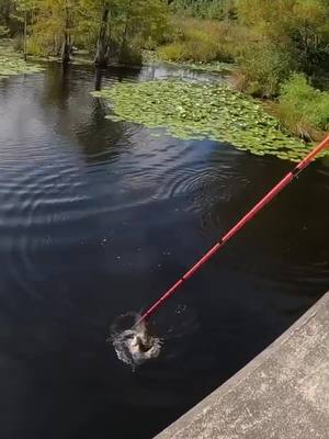 A post by @kickintheirbasstv on TikTok caption: Fishing with live worms for whatever bites 🪱🐟 #fishing #bassfishing #worms #liveworms #nightcrawlers #wormfishing #fishingvideos #fyp #kickintheirbasstv 