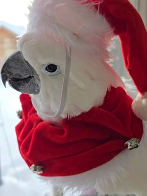 A post by @pennythecockatoo on TikTok caption: #Adorable #Christmas #PetsOfTikTok #FYP #❤️ 