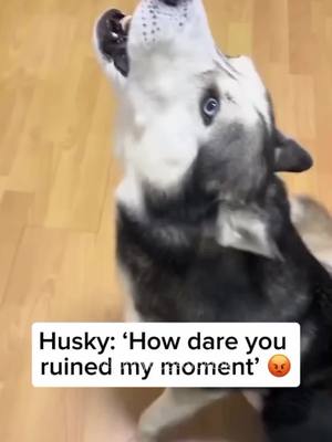 A post by @funnyd0gsoftiktok on TikTok caption: Part 44 | Husky dog! Funny dog videos #dog #husky #funny #funnydogs #funnypets #funnyvideos😂 #funnyanimals #animalsoftiktok #🤣🤣🤣 