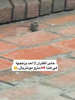 A post by @t.kima on TikTok caption: الهجرة الى كندا 🇨🇦الفئران  في محطات المترو منتشرة #كندا  #الهجرة  #الهجرة_الى_كندا  #المغرب  #الجزائر  #تونس  #تونس  #foyou  #viral  #عرب_تيك_توك  #عرب_كندا  #canada_life🇨🇦 