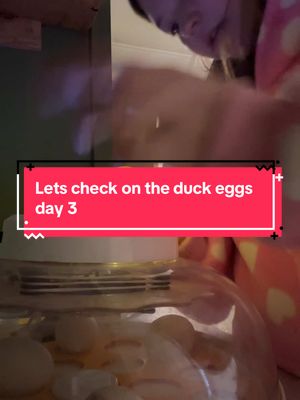 A post by @charityandfam on TikTok caption: Watching this back i actally do think 3-4 of them have development!!!!!!!! #ducklings #sahm #homsteadingtiktok #chickentok #homsteading #ducktok #chickeneggs #duckeggs #