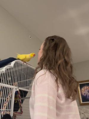 A post by @twinkietheparrot on TikTok caption: WATCH TILL DA END 2 C ME SERVE UP DA BEST PEEKABOO U EVER DID C ON 2DAYZ EPISODE OF ~SEXII SATURDAY~ 🔥☕️🥵☀️🌶️ IMPRESSIVE,, I KNO 😎 #CeleBIRDY #PamperedParrot #bird #parrot #birdtok #parrottok #birdsoftiktok #parrotsoftiktok #indianringneck #ringneckparrot #irn #birb #cute #banana #yellow #weekend #saturday #Love #iloveyou #peekaboo #holiday #holidayseason 