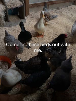 A post by @charityandfam on TikTok caption: Missy was not having it this morning!!!!!!! #ducklings #sahm #homsteadingtiktok #chickentok #homsteading #chickeneggs #ducktok #homsteading #duckeggs #homsteadinglife 