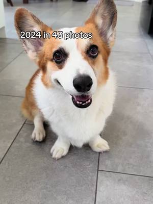 A post by @ketchupthecorgi on TikTok caption: Corgmoms camera roll basically #CapCut #KetchupTheCorgi #dogsoftiktok 