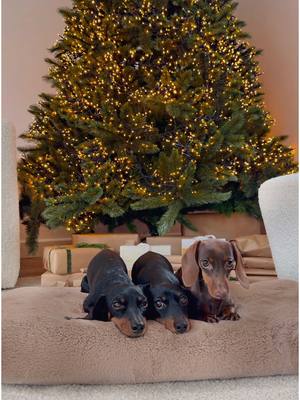 A post by @loulouminidachshund on TikTok caption: We are so lucky. No pets are interested in the Christmas tree or presents.