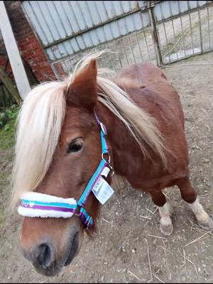 A post by @church2.0pro on TikTok caption: il mio regalo di Natale 🥰🥰  Miele 🖤🖤 #horse #minihorse #horsemanship #pony #neipertee #perte #ohana 