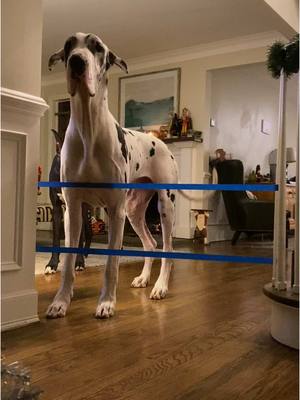 A post by @lovemargot.co on TikTok caption: the most effective dog gate for us 🎄😆 #greatdane #dogsvideo #creatorsearchinsights 