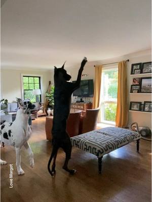 A post by @lovemargot.co on TikTok caption: 😳 #dogsofttiktok #greatdane #dogsdoingthings 