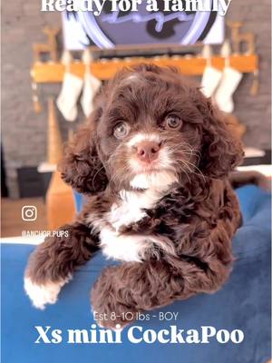 A post by @anchor.pups on TikTok caption: #puppytiktok #puppy #foryoupage 