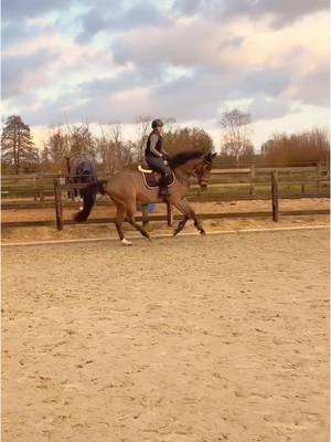 A post by @ikbeninneaangenaam on TikTok caption: Knappe chocotje🥰 #zangersheide #younghorse #training #younghorsetraining #trainingday @SpecialStables 