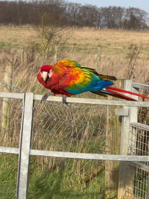 A post by @shelbythemacaw on TikTok caption: Prior to the crazy storm Darragh we’ve been experiencing we had some beautiful flying weather perfect for Freeflying my macaws. I fly my macaws every other day without fail however the high winds we’ve had over the last two days means we’ve missed a fly. Mild winds offer an enriching challenge for free flighted parrots however extreme winds aren’t worth the risk so instead we stay home have some fun in the house with foraging and enrichment activities. with 3 to 4 flies a week without fail every week I missed flight isn’t the end of the world for my parents. ##animallove##viral##fyp##parrot##birds##parrothusbandry##freeflight