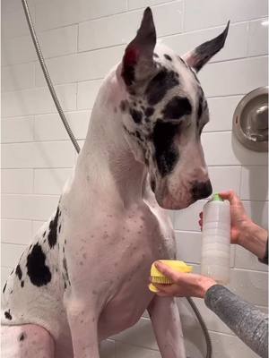 A post by @lovemargot.co on TikTok caption: parker gets a tubby 🧼 🫧 #puppybath #greatdane #doglover 