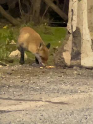 A post by @gcosta131313 on TikTok caption: Sifflez le 🦊, il vous rejoindra pour le festin ❤️. Si vous êtes bon la vie vous le rendra 🦜🦆🐾🐝🐈🦔#animaux #renard #rakmakmak 