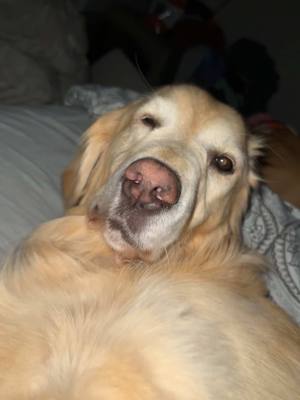 A post by @maryrocc on TikTok caption: Me every morning #dog #fyp #goldenretriever 