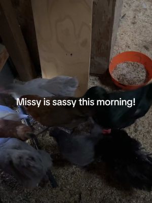 A post by @charityandfam on TikTok caption: These crazy birds were going offff this morningggg ! #ducklings #sahm #homsteadingtiktok #chickentok #homsteading #chickeneggs #homsteadinglife 