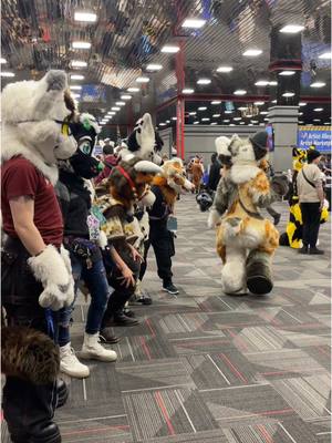 A post by @cindycatcalico on TikTok caption: Average digi suiter experience at MFF🤣 @jasper🔜MFF @Leo @poisons_art  #mff #furryfandom #furryconvention #fursuit #fursuiter #fullsuiter #cute #catfursuit #furry 