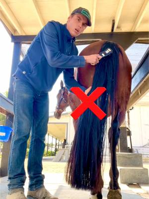 A post by @evans_world on TikTok caption: NOPEs & YEPs of horse grooming! I saw @PATRICK do a brilliant horse riding version of this so I was inspired to make a horse grooming version. #Horsesandhumor #horse #equestrian 