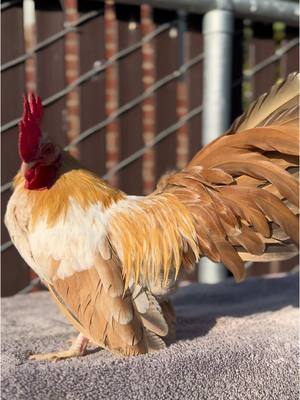 A post by @gallostumbados on TikTok caption: 🍯⚡️🧬🪶 #gallostumbados #kikiriki #bantam #california #209 #kikirikisaztecas #golden #oro #exotic #jalisco #gallosfinos #pets #bantams #backyardchickens #criadero #gallo #rooster 