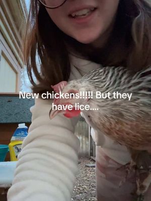 A post by @charityandfam on TikTok caption: I wish i would have checked before I bought them! But glade i did before putting them in my main coop. #sahm #homsteadingtiktok #chickentok #homsteading #chickeneggs #homsteadinglife #chickeneggs🥚 #sahmof3kids #sahmlife #homesteadingmama 