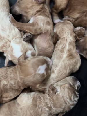 A post by @ohlilymylily on TikTok caption: #dogsoftiktok #puppies 