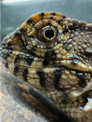 A post by @herptime on TikTok caption: Time to freeze my endangered Chinese crocodile lizards for the year! Well, not exactly, but it sounds funnier that way. My group of 2 males and 3 females are going into brumation in hopes that next year they breed. They have never been paired up with each other so let’s hope for the best come spring!  So there’s no confusion, because I’m sure I’ll get comments about it — all these Chinese crocodile lizards were captive born and bred, and all originated from animals that were legally imported at a time when they were not protected. These animals were not taken from the wild, and would not survive there either. Captive breeding efforts in my case are to bolster the numbers in the reptile hobby to ensure we don’t lose the ability to keep them, and lessen any possible pressure of taking anymore from the wild. I know in their native countries there are active breeding programs and reintroduction, so the future does look bright at home and abroad for this prehistoric looking species. #HerpTime #reptile #lizard 