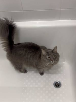 A post by @catsandmusic18 on TikTok caption: When your cat really likes a bath 😅#gandalfthecat 