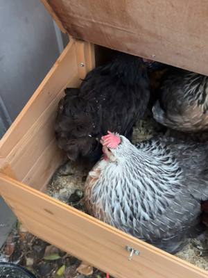 A post by @charityandfam on TikTok caption: Any tipes on how to help molting burds grow thete feathers back faster would be amazing, its soo cold out here i feel bad for them! #sahm #homsteadingtiktok #chickentok #homsteading #chickeneggs #homsteadinglife #chickeneggs🥚 #sahmof3kids 