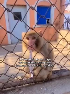 A post by @love_animals_._ on TikTok caption: Les animaux sont incroyable #animal #pourtoi #animaux 