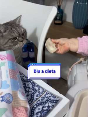 A post by @imbluscottish on TikTok caption: Blu di nuovo a dieta 🤣🫶🏻 #bimba #blueelisa #gattoebimba #gatti #bimbi #gioco 