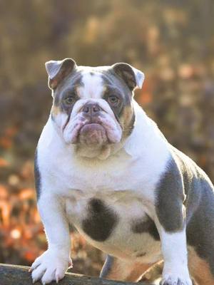 A post by @acebulldogs on TikTok caption: 🄱🄴🄻🄻🄰 🌹 A CH WILLIAM DAUGHTER 𝒫𝓇𝑜𝒹𝓊𝒸𝑒𝒹 𝒶𝓃𝒹 𝓁𝑜𝓋𝑒𝒹 𝒷𝓎 @outthemud_bulldogz  ▪️▪️▪️▪️▪️▪️▪️▪️▪️▪️▪️▪️▪️ 📸 ACE BULLDOGS 