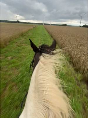 A post by @welovehorseedits on TikTok caption: 🤍#run#galopp#fetzen#horse#horseontiktok#Lewitzer#felder#deutschland#wunderschön#bestesgefühl