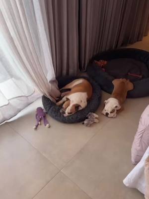 A post by @madaebica on TikTok caption: Mais um domingo aqui em casa 🥰 #meme #humor #pet 