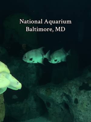 A post by @njbest_food on TikTok caption: 📌National Aquarium in Baltimore, MD  #NationalAquarium #thingstodobaltimore #thingstodomaryland #balitmore #maryland #shark #turtle 