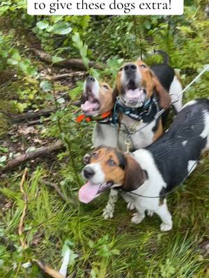 A post by @ericksons_walkerhounds on TikTok caption: Time is not always enough but love is! #onehellofalife #hounddogcountry #keepourheritagealive #thisiswhatilivefor #nootherway #thegreatoutdoors #whenthetailgatedropsthebullshitstops 