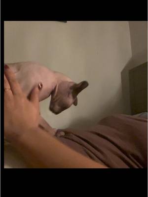 A post by @rfstellar on TikTok caption: rubbsies after a long day pf sleeping . …… …. #sphynxcat #catmom