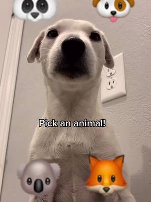 A post by @booanditsythejrs on TikTok caption: Which did you pick for Boo? ☺️☺️😙 #dog #fyp #dogfyp #foryou #algorithm #xyzbca 