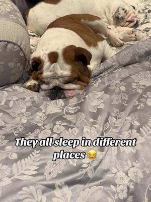 A post by @martakellett on TikTok caption: I have to look for them all over the house 😂#bulldogs #englishbulldog #lovemydog #spoiled #dogsoftiktok #lotsofdogs #funnydogs #sleeping #dog #pet 