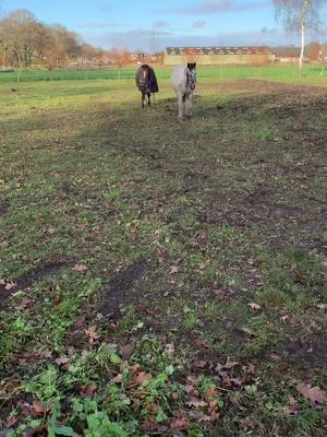 A post by @winniethetinker on TikTok caption: #horse #tinker #irishcob 