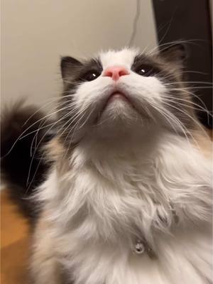 A post by @celinediannee on TikTok caption: More Toast videos 🐾 #ragdoll #cattok #prettykitty 