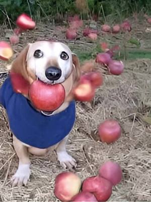 A post by @henry_and_friends on TikTok caption: Fever dream vibes … #appledog #ai #dachshund #goldenretriever 