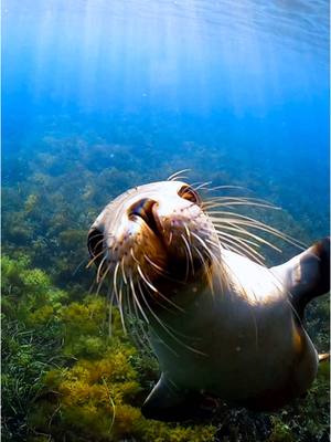 A post by @outdoorkindaguy on TikTok caption: Say hi to this friendly sealion 🦭😍👌 #gopro #sealion #satisfying #cuteanimals #ocean #oceananimals 