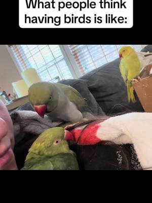 A post by @beakerbeak on TikTok caption: Its chaos around here… but we love them 😅💛💚 #birdsoftiktok #parrotsoftiktok #talkingbird #talkingparrot #cuteanimals #funnyanimals #babyanimals #fails #failarmy 