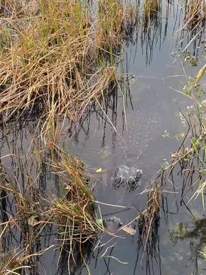 A post by @daryycastaneda3 on TikTok caption: #fyp #cocodrilo #viral_video #animales 🐊😂🥺