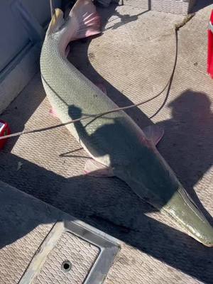 A post by @captbubbabedre on TikTok caption: Fish is to big to put in the boat. #rivermonster 