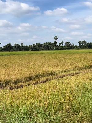 A post by @123345roth on TikTok caption: #ដល់ងៃរាប់លុយហើយ😁🌾🌾 