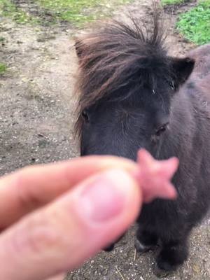 A post by @faustkris on TikTok caption: POV : t’as la super étoile de mario kart ⭐️ #pony #horsetok #horsesontiktok 