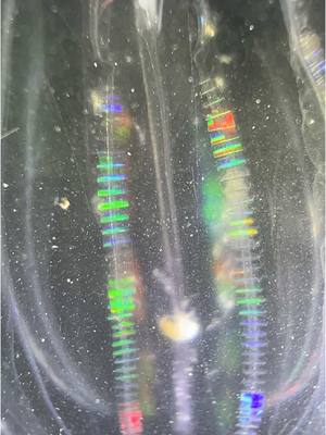 A post by @cowturtle on TikTok caption: Finding aliens in the Everglades! This trip the highlight was these colorful comb jellies swimming around the marina at night. 