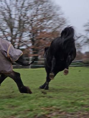 A post by @soulhorsesforlife on TikTok caption: Hektor hatte heute Beate gejagt, die arme wusste gar net was sie getan hat🥹 #kaltblüter #koppelparty 