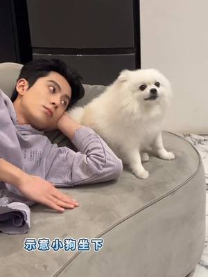 A post by @dylan_wang_international on TikTok caption: Didi and his assistants dog , so adorable aha 🐾🥰💜. #dylanwang #wanghedi #王鹤棣 #หวังเฮ่อตี้ #棣棣 