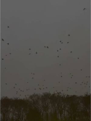 A post by @uncleundead on TikTok caption: In the evening during the winter there are thousands of crows in the sky near my development. #goth #crows #birdtok #crowsoftiktok #creepmas #gothmas #darkaesthetic #vibing 